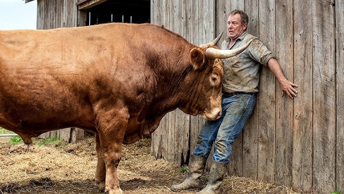 Bull Attacked The Farmer And Pinned Him To The Wall With His Horns! What Happened Next Was Shocking!